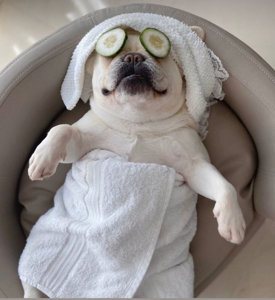 fun-activities-to-bond-with-your-dog (1)