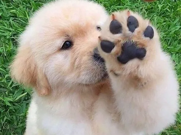 how-to-take-perfect-photo-of-your-puppy.